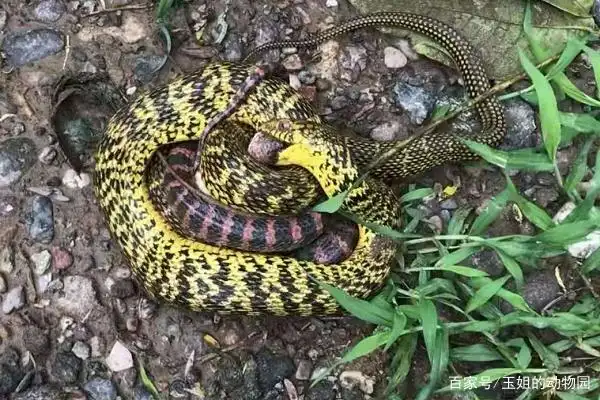 农村最常见的菜花蛇,一个剧毒一个无毒,它们俩谁的实力更强?