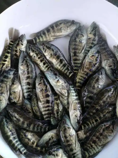 汇海鱼苗场批发淡水珍珠石斑鱼苗淡水养殖石斑456cm宝石斑