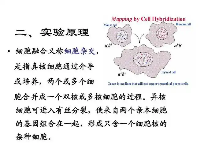 鸡血细胞融合1ppt