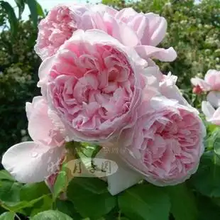 经典欧月 藤本月季 凯瑟琳茉莉