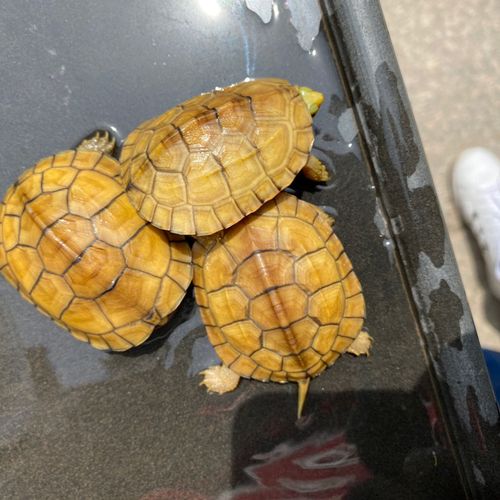 牙底精品小青三黄苗年宠物龟风水龟半水龟镇宅佳品头金甲靓小青龟