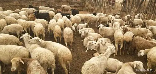村里家户养的羊.