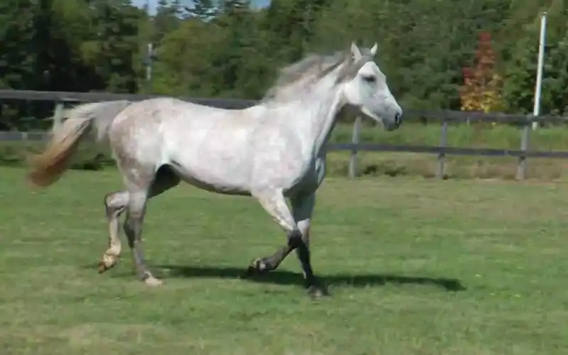 苏联名马奥尔洛夫马