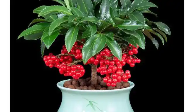 结红果子的植物:珊瑚豆,北美冬青,火棘,红玉珠,金玉满堂,石榴,山楂