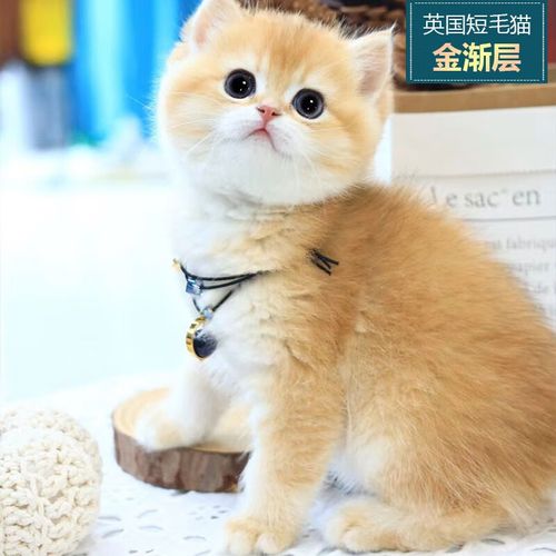 诗桐【纯种】英国短毛蓝猫金渐层长毛美短纯白宠物猫