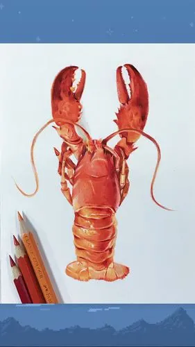 彩铅龙虾分享视频