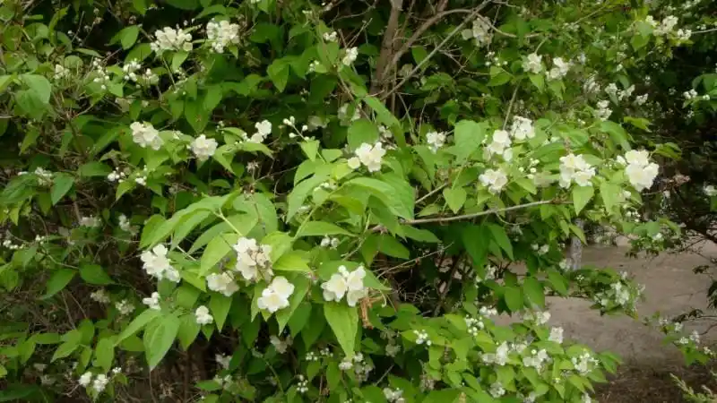 日月峡中草药206东北溲疏3山梅花
