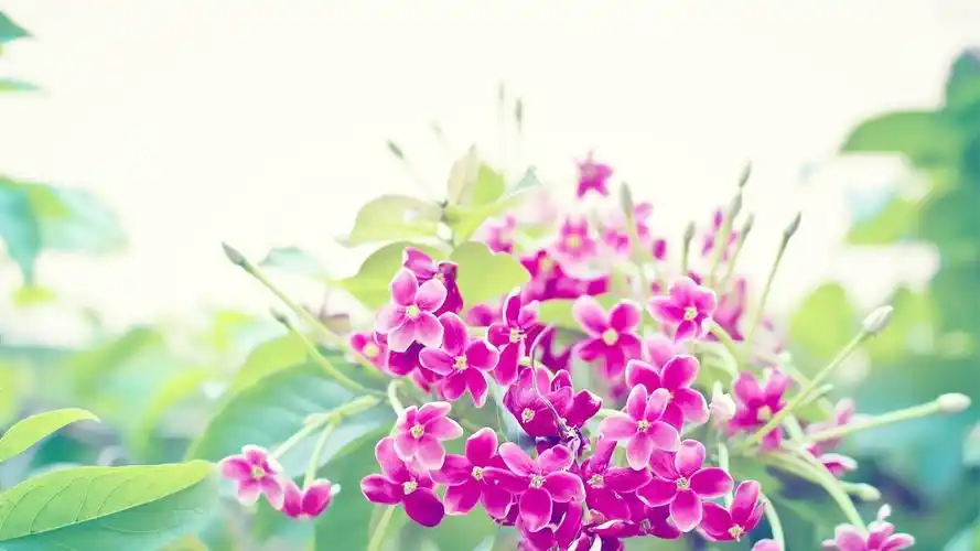 春暖花开,高清图片,电脑桌面-壁纸族