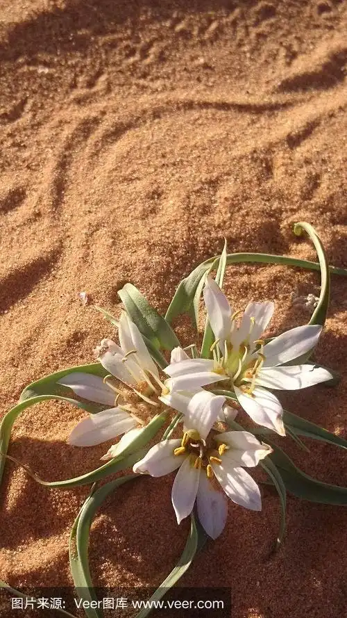 撒哈拉沙漠之花