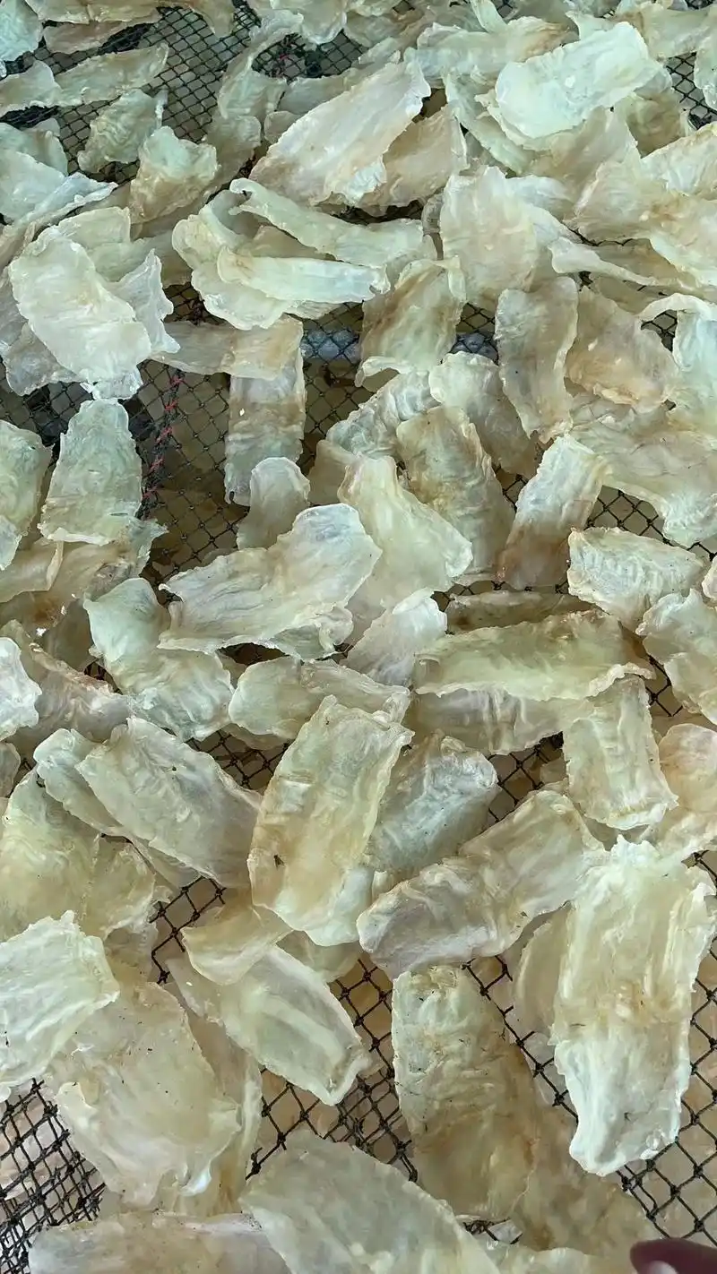 新西兰鳕鳘鱼胶 世界各地鱼胶进口.新西兰鳕鱼胶 - 抖音