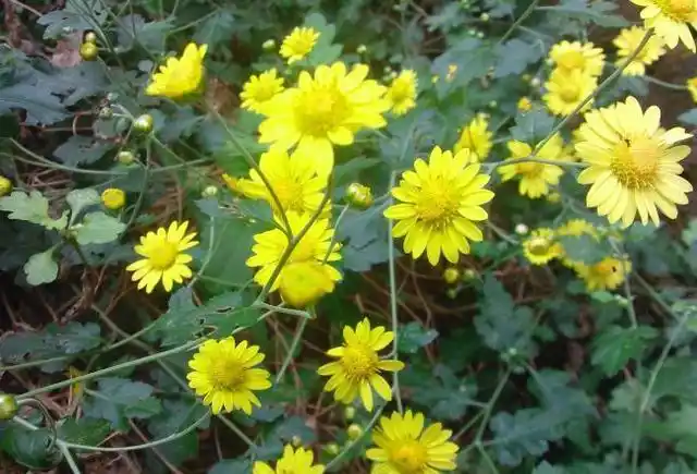 十二大降血压中草药你都知道吗一