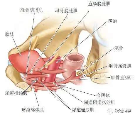 阴道位于尿道和膀胱之后,直肠之前,穿过肛提肌内侧缘.