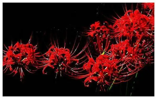 传说在冥界生长着4花究竟是指哪4种花居然真实存在