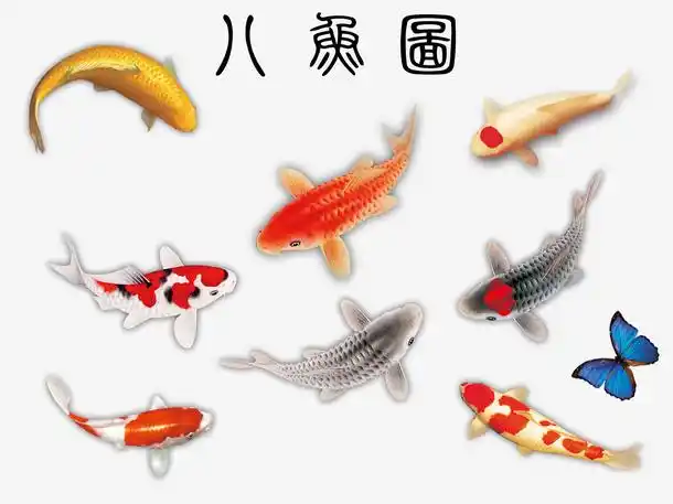 八鱼图