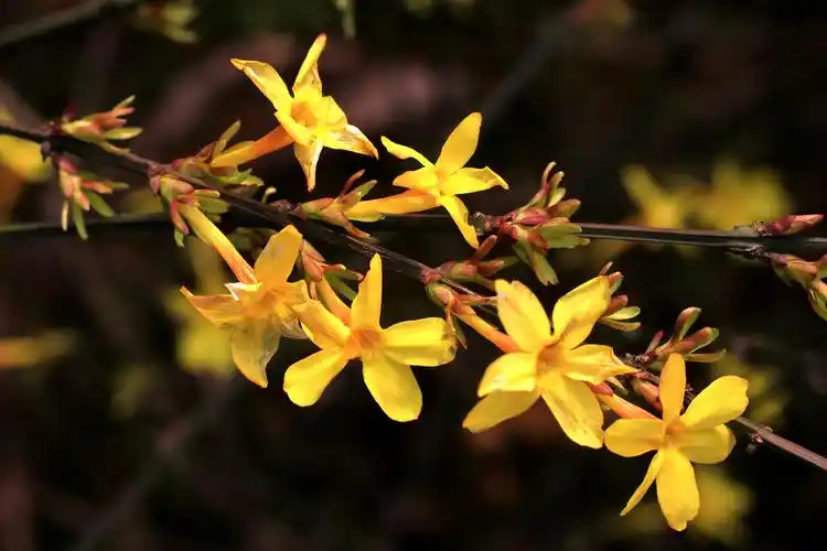 【迎春花】木樨科(木犀科),素馨属