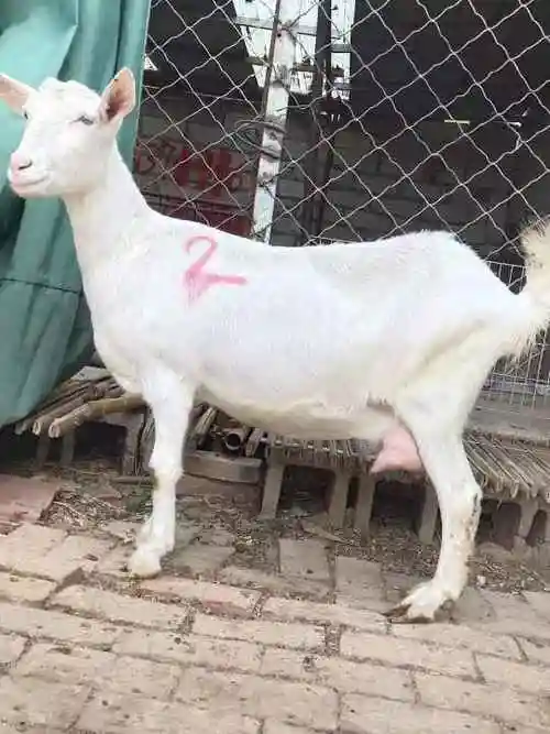 出售萨能奶山羊多少钱一只
