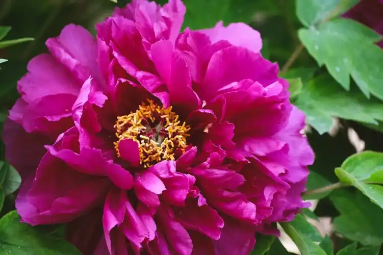 正好爷爷告诉我公园牡丹花开了,于是当天下午挎上相机,装上新买的长焦