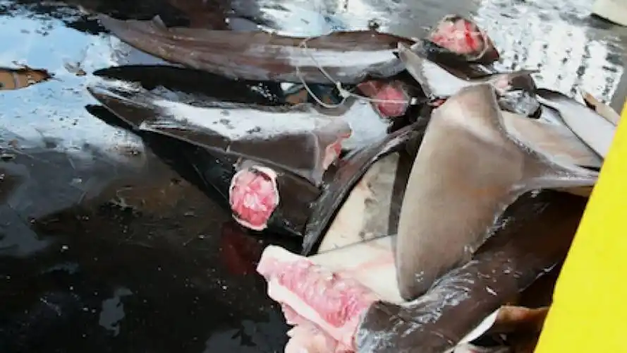shark finning proves tough to eradicate, even in green costa