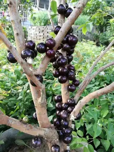 艾斯卡嘉宝果树葡萄四季嘉宝果产地货源