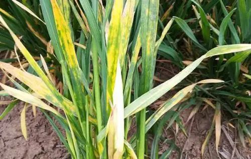 小麦下部叶面发黄,是啥病害