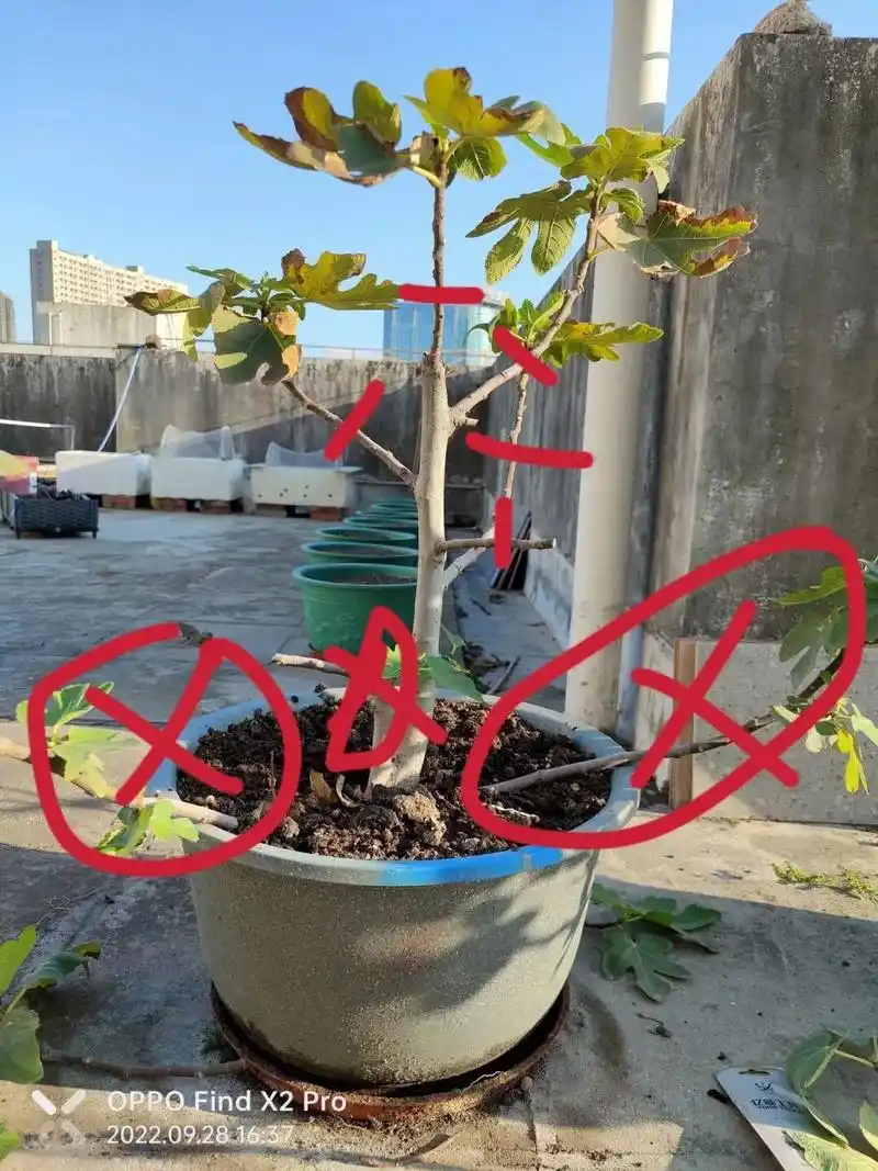 凌乱的无花果枝条,该去掉一些.| - 抖音