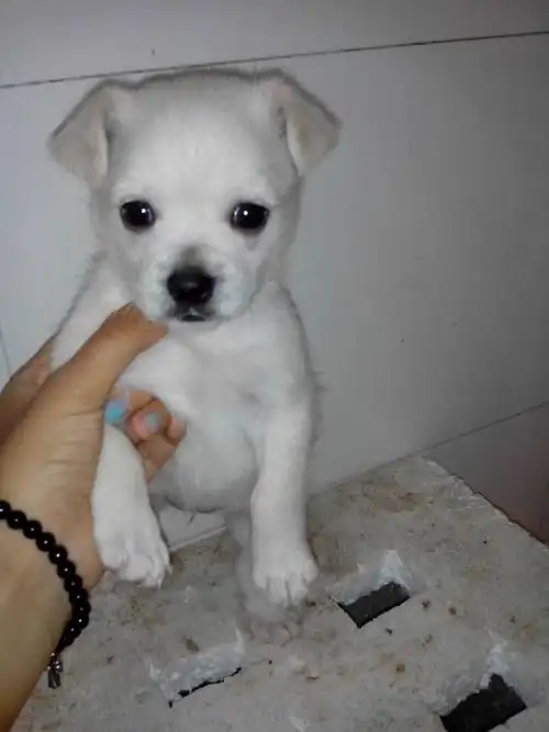 可爱的京巴串串,但看不出是京巴和什么狗的串,哪位专业人士告诉我.