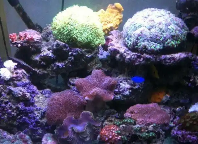 榔头珊瑚太好养了,只要有照明,就能够饲养它!