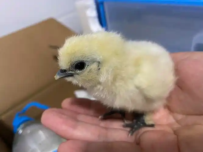 91小鸡孵化日记(第20天)