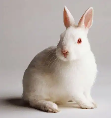 世界上有各种各样的小兔子,其中,只有小白的眼睛是红色的.