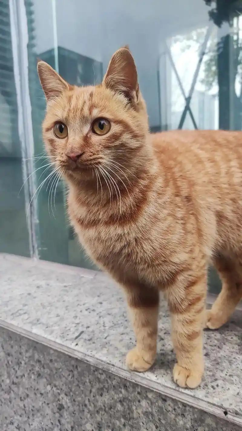 领养.#小橘猫 #关注流浪动物   #流浪猫救助 #领养代替 - 抖音