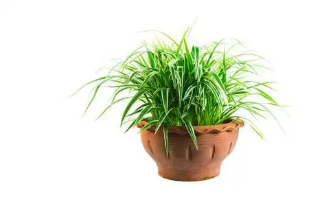 绿色盆栽植物, 在白色背景下被隔绝的水泥罐中的树木照片