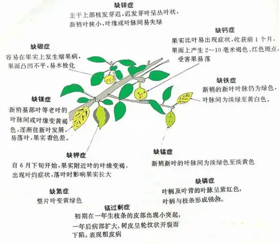 月季常见缺素症表现鉴别(建议收藏)_月季_条纹_家居家装_家居装饰