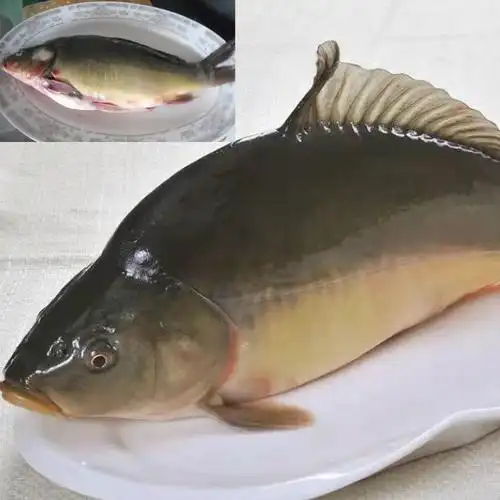 lism黑龙江正宗东北特产三道鳞鱼无鳞鱼鲤鱼新鲜整条鲜活速冻淡水鱼
