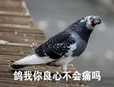 确认过眼神 是会放鸽子的人