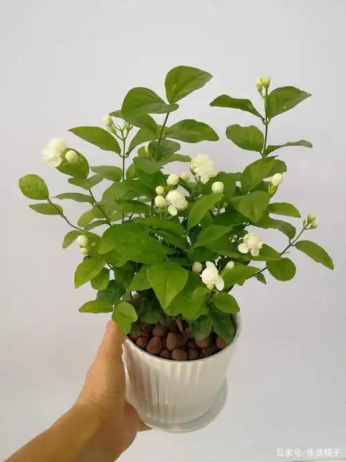 夏季耐养茉莉花,做好这几点,避免茉莉盆栽只长叶子不开花现象