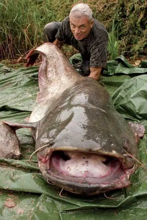 巨魾(体型巨大的热带淡水鱼类)_尚可名片