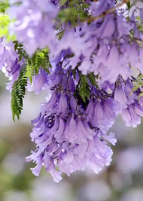 昆明蓝花楹盛开,赴一场与紫色花海的邂逅