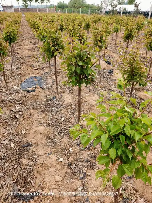 珍珠油杏树苗基地10公分杏树