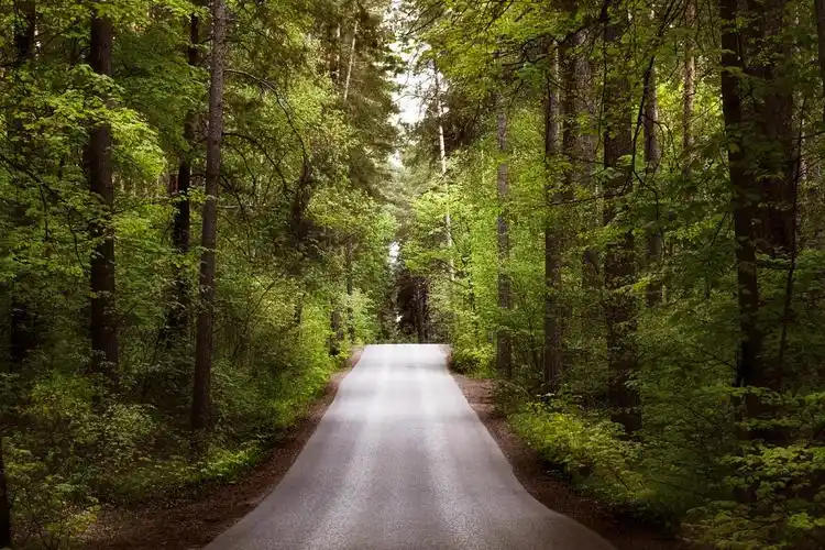 巨型灰树在秋天的时候森林里红色旅游唯美枫叶林河水草地背景图片绿