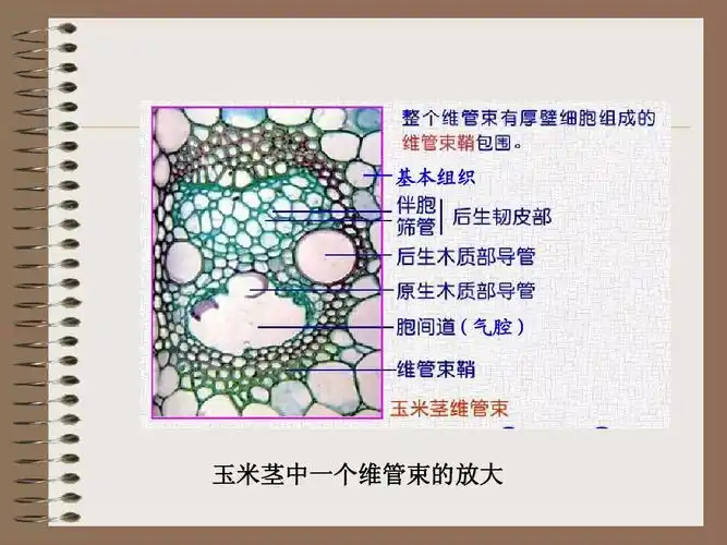 植物生物学实验21ppt