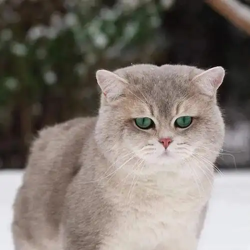 稀有色蓝金渐层介绍