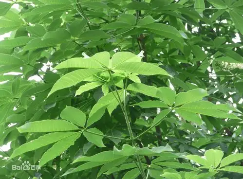 青钱柳茶:青钱柳制成茶煮水喝发挥药用价值