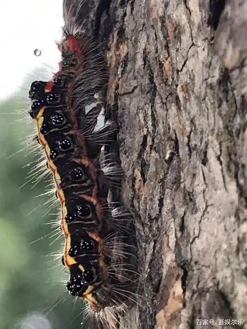 吓人的毛毛虫