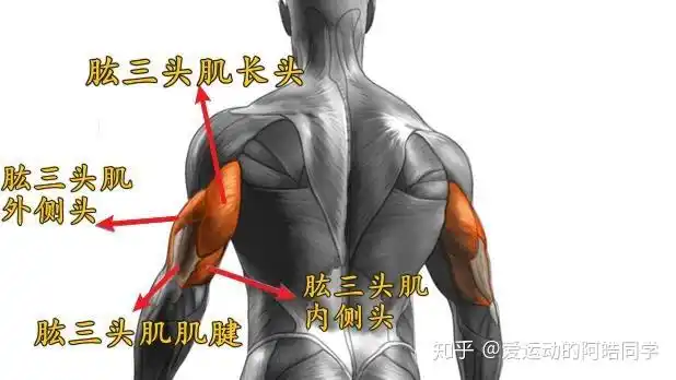 肱三头肌之所以称之为"三头肌",是因为它由三束肌肉构成,分别为:长头