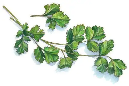 香菜卡通简笔画