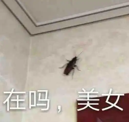 希望今年不要见到小强05