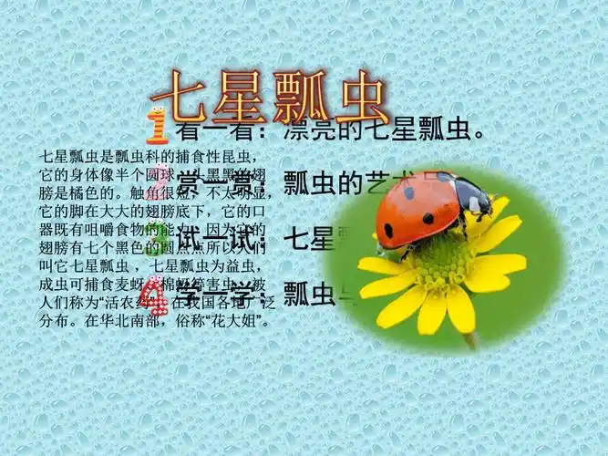 辽海版二年级下册第6课七星瓢虫衣裳美课件14张ppt