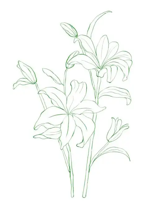 手绘百合花百年好合