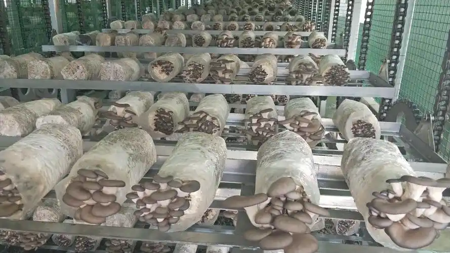 浙江蘑菇种植设施厂家