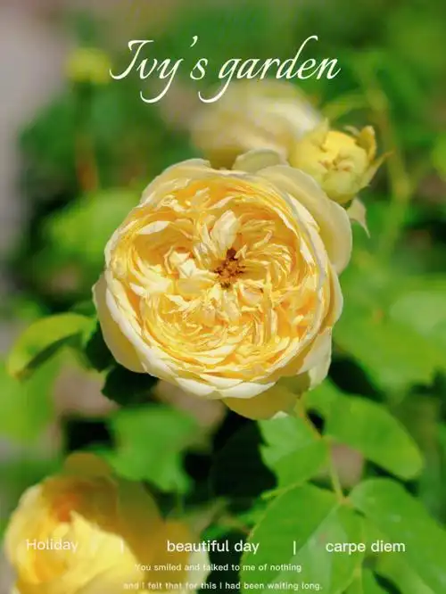 ivy的月季园品种分享九卡特琳娜月季